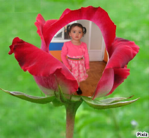 fotomontaje gratis en una rosa roja
