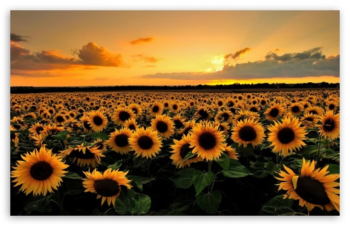 sunflowers_13-t2